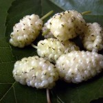 white mulberries